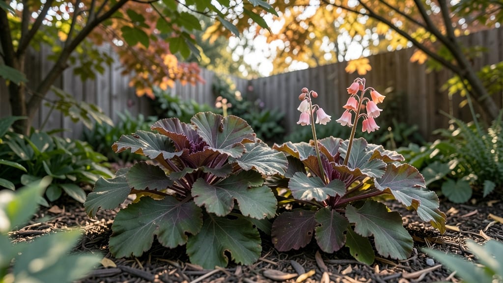 Heuchera And Coral Bells Shade Garden